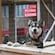 A smiling Alaskan sled dog peeking over a wooden fence